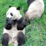 Wolong National Natural Reserve (Sichuan Giant Panda Sanctuaries)